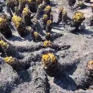 Costão do Pão de Açúcar (face leste) – alerta